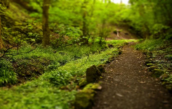 Greens, summer, path, stone fence