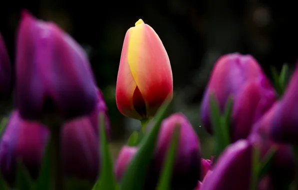 Macro, tulips, being different