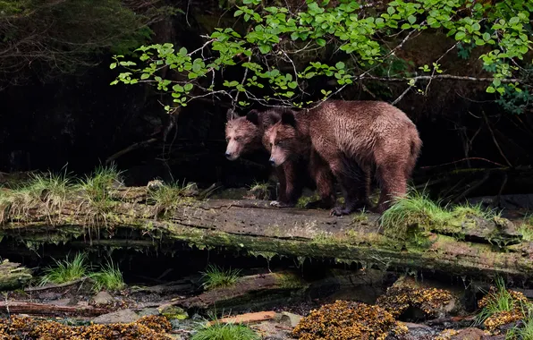 Greens, branches, shore, foliage, bears, log, bears, a couple