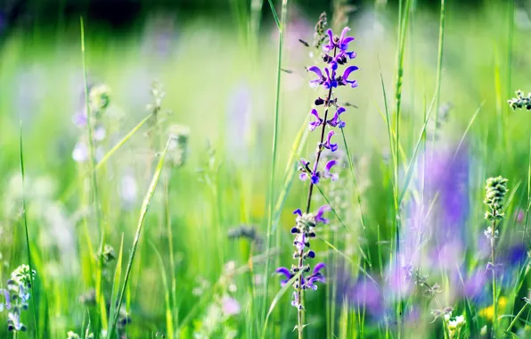 Picture summer, grass, flowers, focus, blur, purple, field, snapdragons