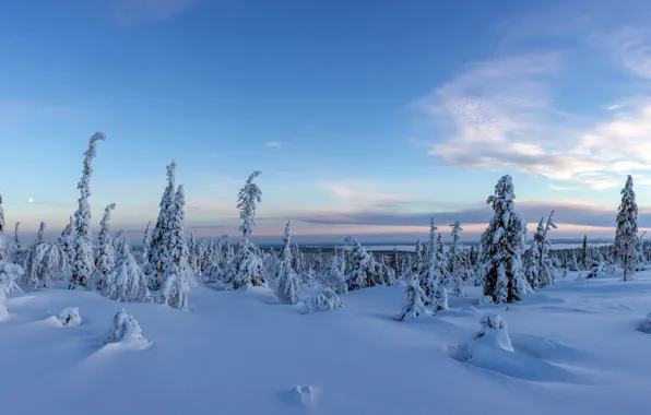 Forest, panorama, snow, Finland