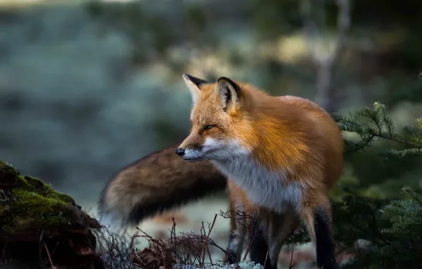 Picture Fox, red, krasava