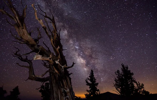 Picture the sky, trees, night, excerpt, The milky way, the winner of astronomical photographs :-)