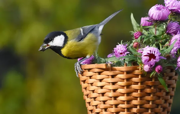 Autumn, birds, nature, tit