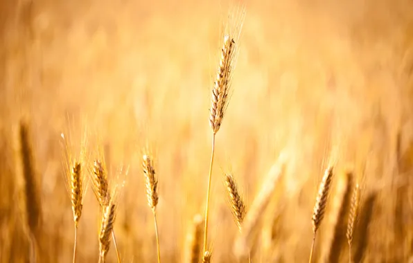 Wheat, field, autumn, grain, field, grain, focus, harvest