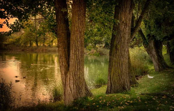 Trees, pond, duck, Spain, nature, Spain, forest., pond
