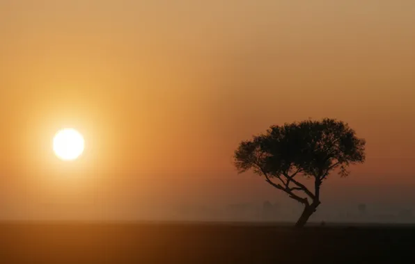 Fog, tree, The sun