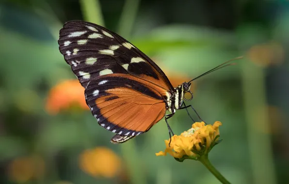 Flower, butterfly, butterfly