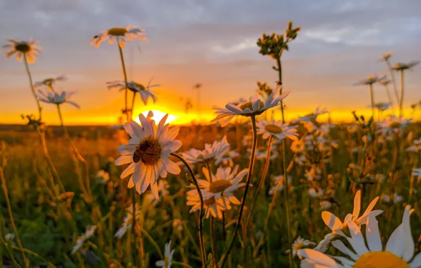 Field, flowers, bee, chamomile