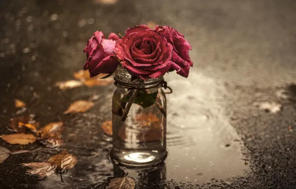 Flowers, roses, puddle