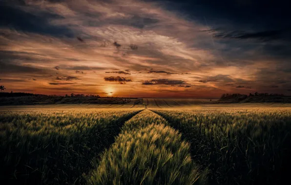 Picture field, the sky, sunset