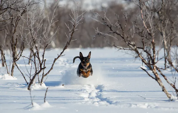 Snow, dog, running