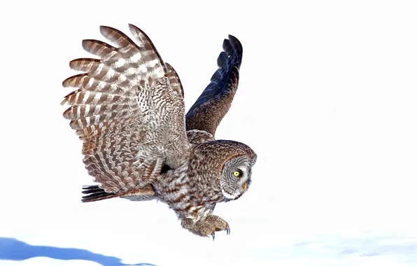 Flight, owl, bird, wings, Flies