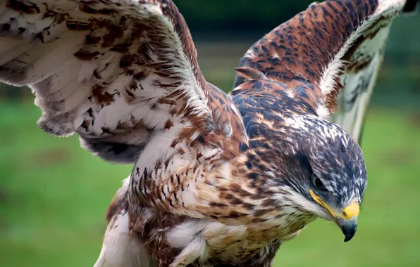 Picture landing, Hawk, landing, flap, the completion of the flight