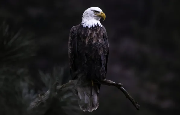 Picture Bird, Predator, Bald eagle, Eagle, A bird of prey, Tree branch