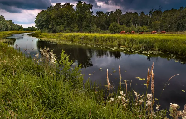 Summer, grass, river, shore, cows, pasture, pond, the forest