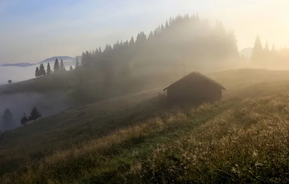 Forest, the sun, rays, fog, dawn, morning, slope, hill