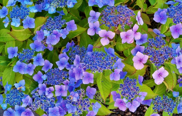 Leaves, hydrangea, inflorescence