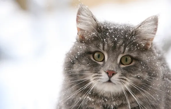 Winter, cat, snowflakes, Wallpaper
