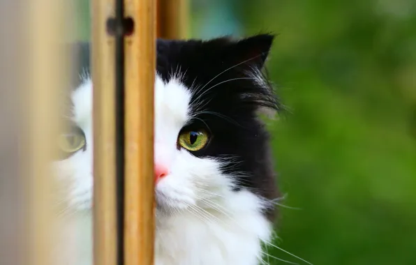 Cat, background, window