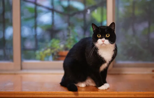 Picture cat, cat, look, background, black, window, black and white, sill