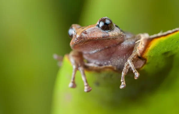 Picture nature, background, frog