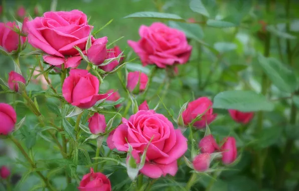 Picture Bokeh, Bokeh, Pink roses, Pink roses