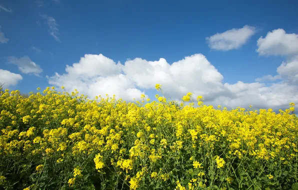 The sky, flowers, yellow, rape, rapeseed field