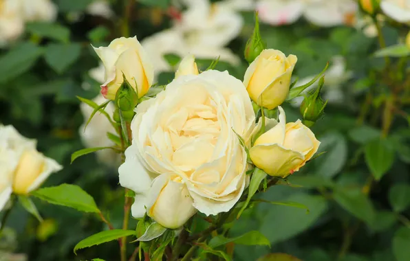 White, flower, roses