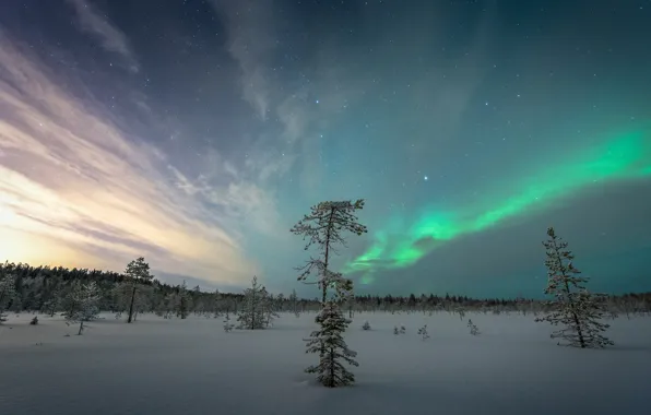 Winter, field, forest, snow, trees, night, nature, Northern lights