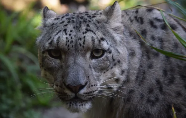 Cat, Face, Animal, Snow Leopard