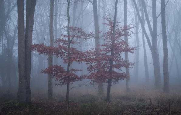 Autumn, trees, fog, trunks, foliage, morning, the crimson, trees