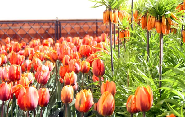 Summer, leaves, flowers, stems, the fence, Tulip, petals, buds