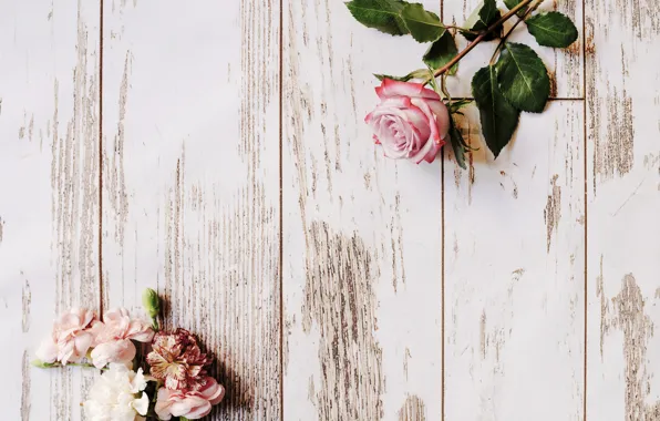 Picture roses, flower, wood, decor, roses, clove