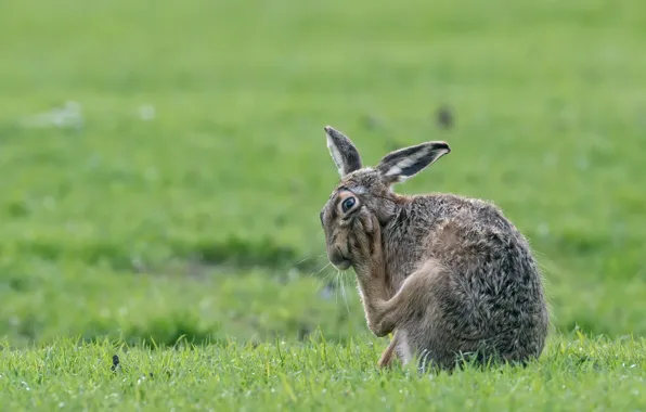 Picture nature, hare, spring
