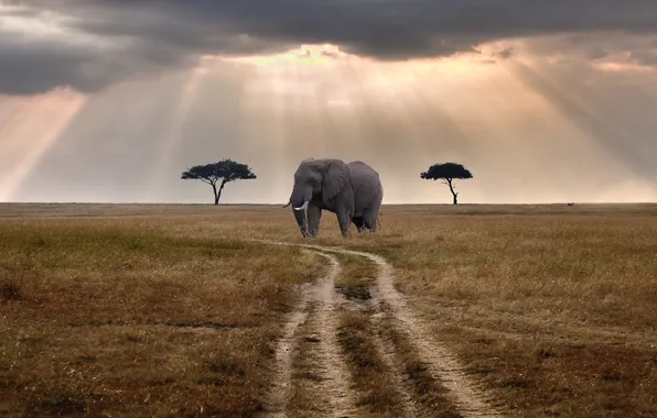 Road, rays, clouds, elephant, solar, Kenya