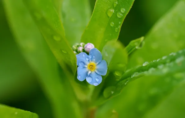 Picture macro, flowers, nature, green, background, plant, minimalism