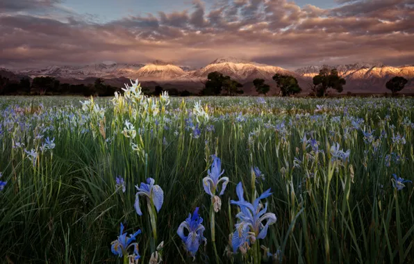 Picture clouds, flowers, mountains, Rosa, morning