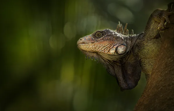 The dark background, iguana, reptile