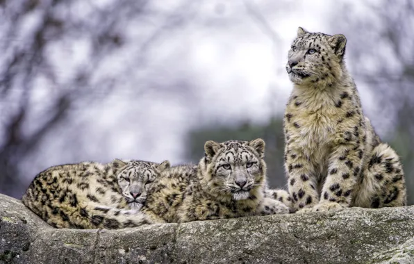 Picture predators, IRBIS, snow leopard, trio