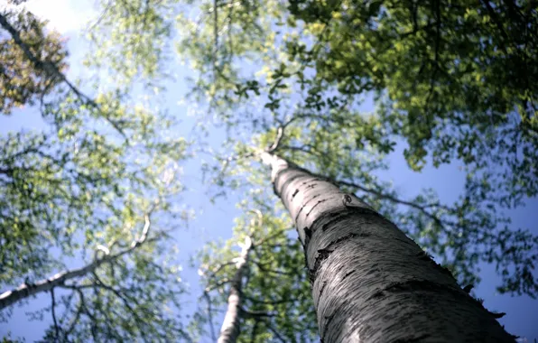 Forest, the sky, macro, trees, bark, birch