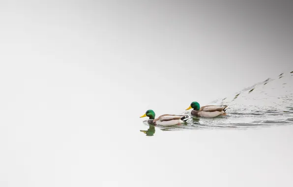 Lake, couple, wildlife, ducks, swimming, mallard