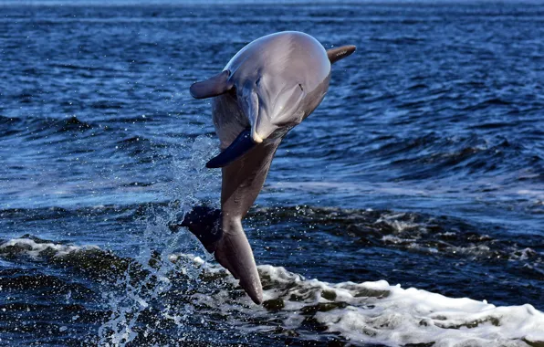 Sea, Dolphin, jump