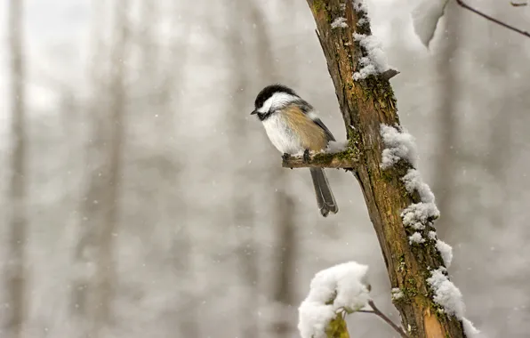 Forest, snow, branches, bird, wildlife, tit