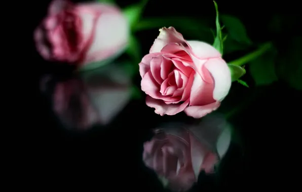 Picture reflection, roses, petals, stem, buds
