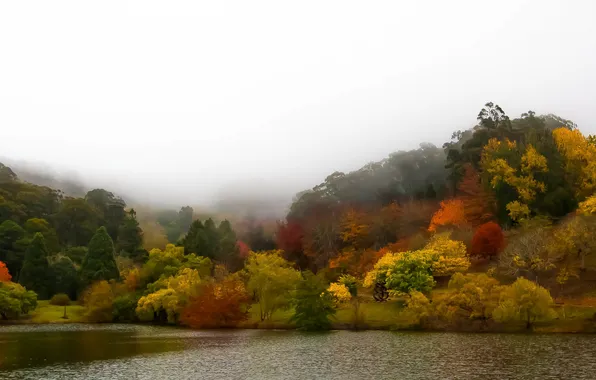 Picture trees, fog, lake, Park