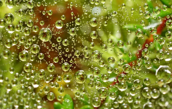Greens, water, drops, web