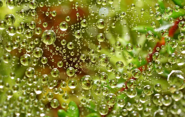 Picture greens, water, drops, Web