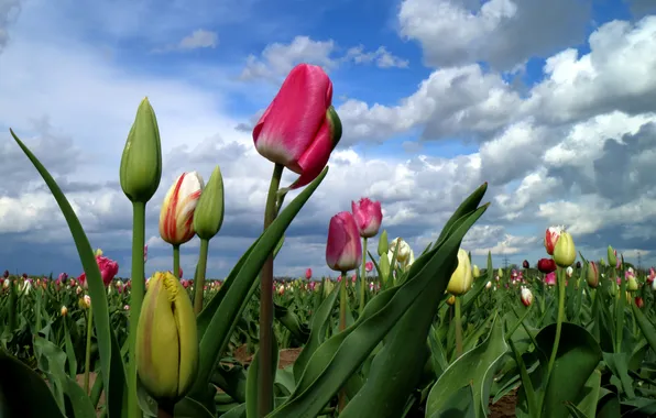 Field, the sky, clouds, tulips