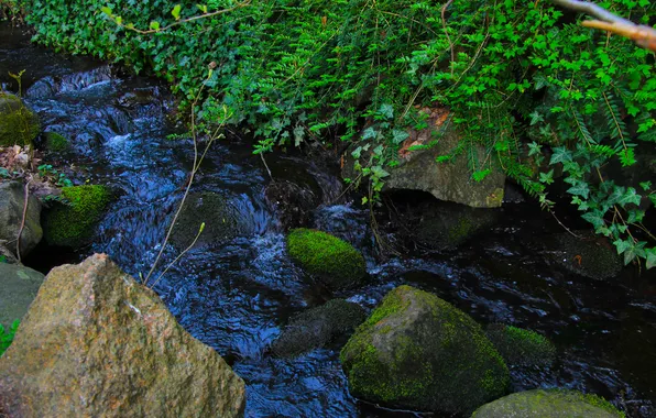 River, water, brook, park, plant
